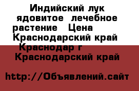 Индийский лук-ядовитое, лечебное растение › Цена ­ 300 - Краснодарский край, Краснодар г.  »    . Краснодарский край